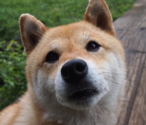 26岁试管成功率多少?