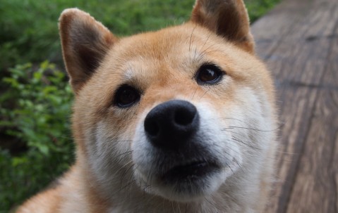 26岁试管成功率多少?