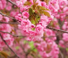 怀孕初期拔牙拍片了（怀孕不知道拔牙了还拍了牙片）