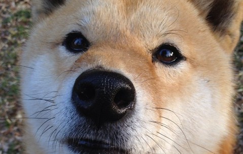 排卵9个卵泡（卵泡9个能促成几个胚胎）