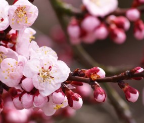 卵泡总数0（卵泡总数6个正常吗）