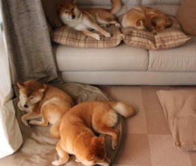 怎么才长卵泡（怎样长出优质的卵泡）