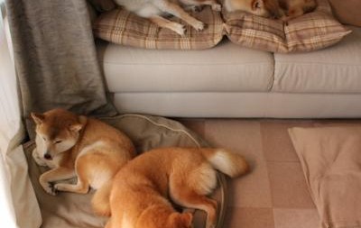 怎么才长卵泡（怎样长出优质的卵泡）