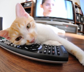 卵泡内有子囊（卵泡内子囊是质量不好吗）