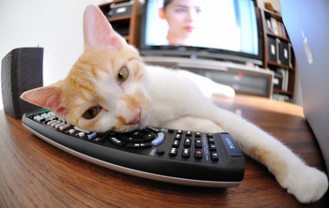 卵泡内有子囊（卵泡内子囊是质量不好吗）