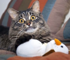 高龄借卵怀孕的成功率