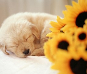 怀孕初期屁股股总是疼（怀孕初期屁股股总是疼正常吗）