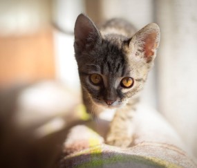 探及多枚卵泡（多个卵泡样回声正常吗）