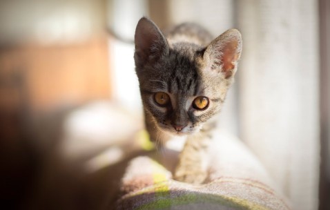 探及多枚卵泡（多个卵泡样回声正常吗）