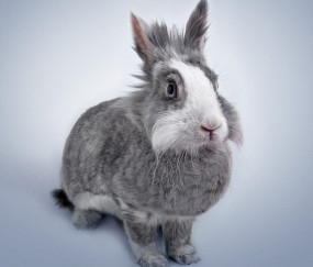 试管婴儿北京哪家医院成功率高（北京做试管婴儿哪家强）