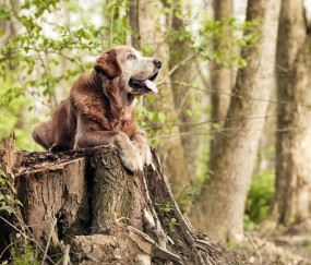 9岁卵巢卵泡（9岁卵巢卵泡发育代表什么意思）