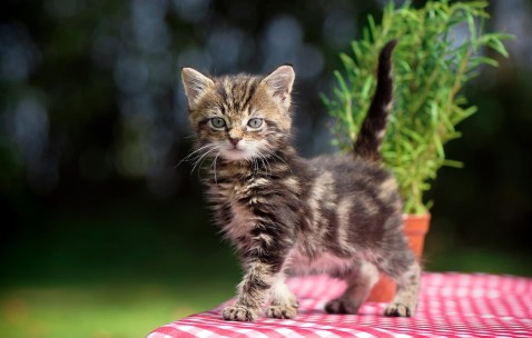 合肥正规民营供卵公司排名公布，40岁以上供卵试管成功率多高！（合肥人工受孕哪家好）