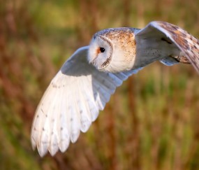 包括窦卵泡（有窦卵泡是不是就有排卵?）