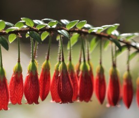 卵泡很实（卵泡很漂亮）