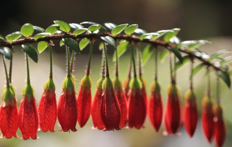 卵泡很实（卵泡很漂亮）