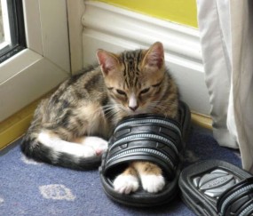 沈阳试管成功率（沈阳试管成功率排行）