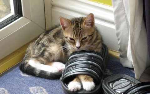 沈阳试管成功率（沈阳试管成功率排行）