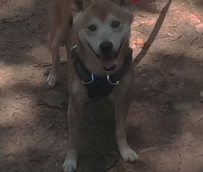 怀孕初期可以山查（怀孕初期可以检查吗）