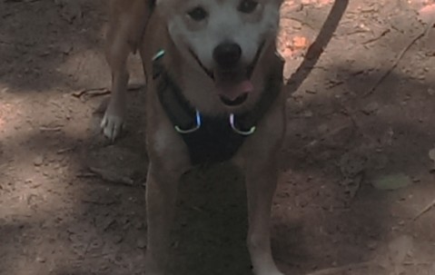 怀孕初期可以山查（怀孕初期可以检查吗）