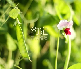 怀孕初期可以吃尖椒炒肥肠吗（孕早期可以吃尖椒炒肉吗）