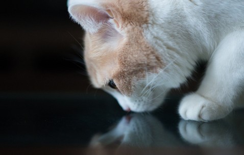 白带像卵泡（有卵泡也有分泌物是不是就有排卵）