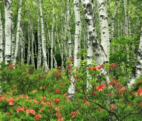 怀孕初期能吃冬瓜茶吗（孕早期可以喝冬瓜汤吗?）