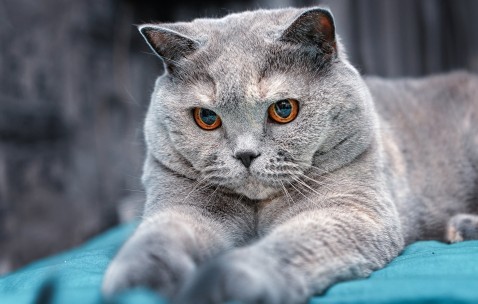 怀孕初期一个星期孕囊有多大（怀孕初期一个星期孕囊有多大正常）