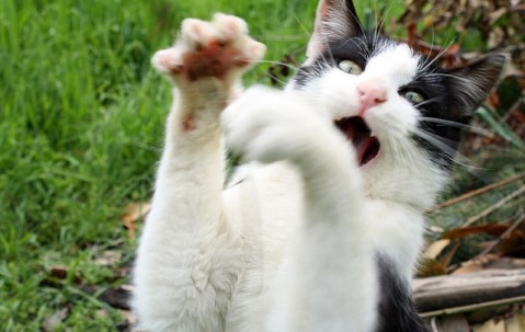 卵泡是什么病（卵泡是什么东西,对身体有害吗）