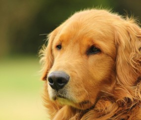 卵泡卵囊多（卵泡囊是什么意思）