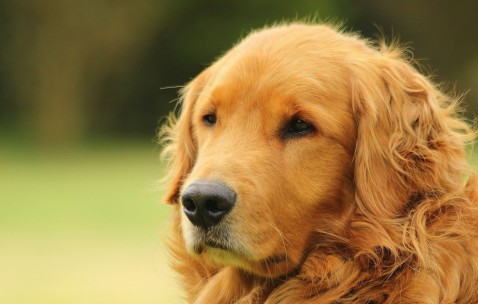 卵泡卵囊多（卵泡囊是什么意思）