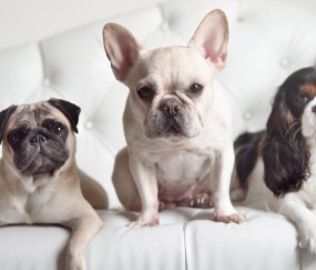 女人卵泡编的（女子卵泡是什么）