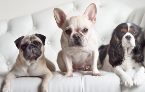 女人卵泡编的（女子卵泡是什么）