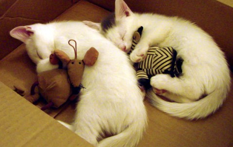 合肥可以捐卵的医院，正规机构捐卵榜单top5！