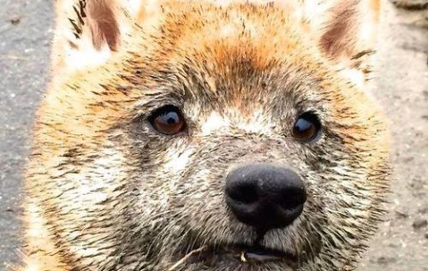 儿童马甲健康快车豹纹（儿童马甲图纸）