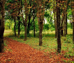 卵泡不长的中（卵泡不长中药方）