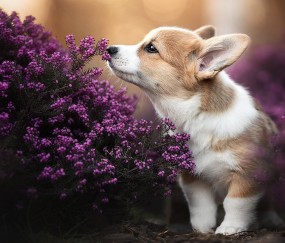 5mm卵泡（5mm卵泡欠清什么情况）