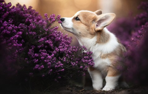 合肥哪里做试管婴儿供卵不用等，供卵等待时间一看便知！（合肥哪里可以做试管）