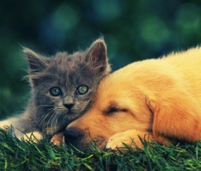 卵泡数量图片（卵泡数量一般多少个）