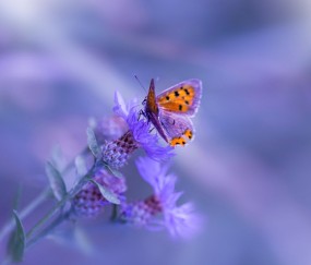 降低卵泡激素（降低卵泡激素的方法）