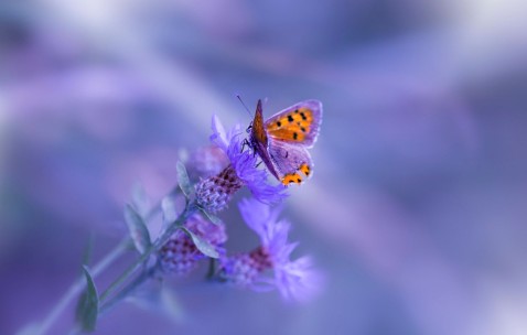 降低卵泡激素（降低卵泡激素的方法）