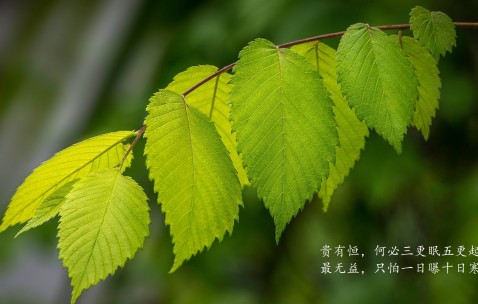 怀孕初期喝药补汤好吗（怀孕初期可以喝药材补汤吗）