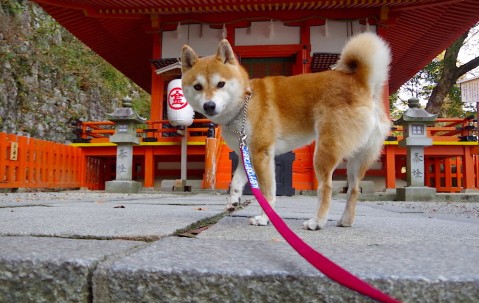 合肥捐卵助孕机构有哪些，附正规捐卵机构报名表！