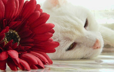 灌肠营养卵泡（灌肠对排卵有什么作用）