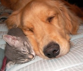 是原始卵泡（原始卵泡的卵泡细胞的形态为）