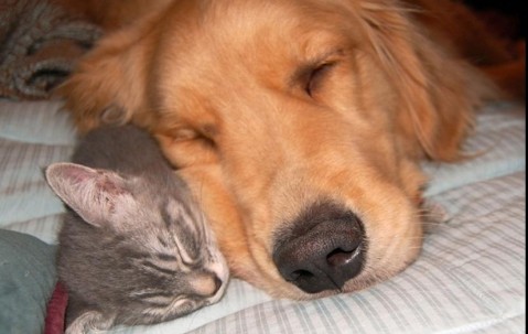 是原始卵泡（原始卵泡的卵泡细胞的形态为）