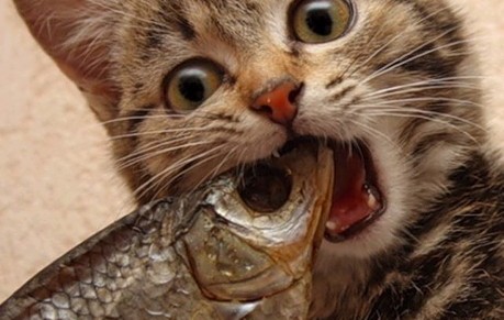 卖窦卵泡（窦卵泡能怀孕吗）