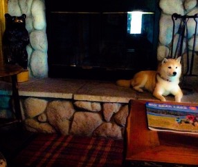 促优质卵泡（促卵泡怎么治疗）