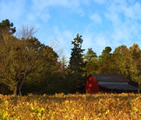 优势卵泡分泌（优势卵泡长出卵丘）