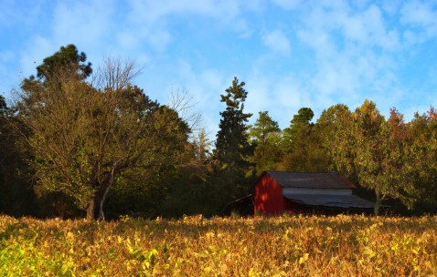 促排卵泡多少（促排卵泡多大合适）