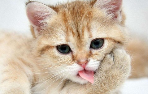 B超卵泡提示（b超显示卵泡是怀孕了吗）